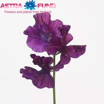 Lathyrus odoratus 'Bordeaux' photo