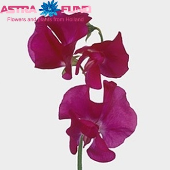 Lathyrus odoratus Carmine Rose photo