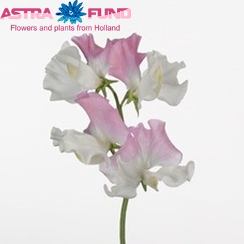 Lathyrus odoratus 'Flamingo' photo