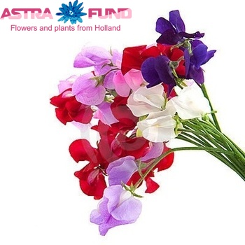 Lathyrus odoratus gemengd photo