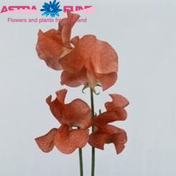 Lathyrus odoratus 'Marjan Oranje' photo