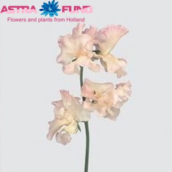 Lathyrus odoratus 'Misty Apricot' photo