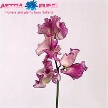 Lathyrus odoratus 'Misty Blue' photo