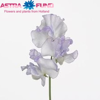 Lathyrus odoratus 'Misty Bluewave' photo