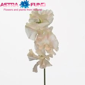 Lathyrus odoratus 'Misty Champagne' zdjęcie
