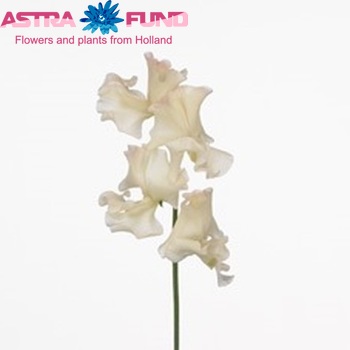 Lathyrus odoratus 'Misty Creme' Foto