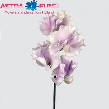 Lathyrus odoratus 'Misty Lavendel' Foto