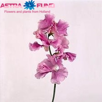 Lathyrus odoratus 'Misty Lilac' Foto