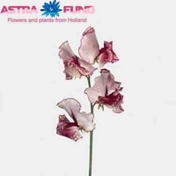 Lathyrus odoratus 'Misty Maroon' fotografie