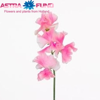 Lathyrus odoratus 'Misty Pink' fotografie