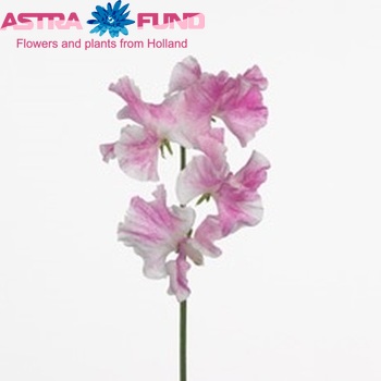 Lathyrus odoratus 'Misty Pinkwave' fotografie