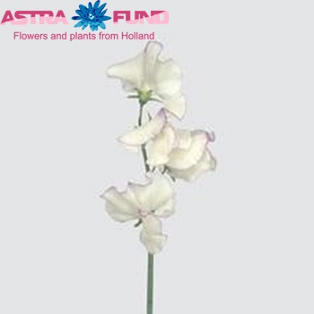 Lathyrus odoratus 'Misty Porcelein' fotografie