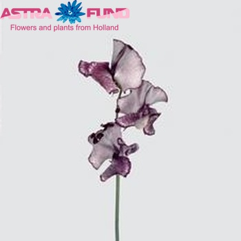 Lathyrus odoratus 'Misty Purper' fotografie