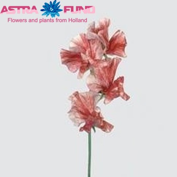 Lathyrus odoratus 'Misty Red' fotografie