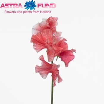 Lathyrus odoratus 'Misty Rosy Red' fotografie