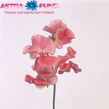 Lathyrus odoratus 'Misty Salmon' fotografie