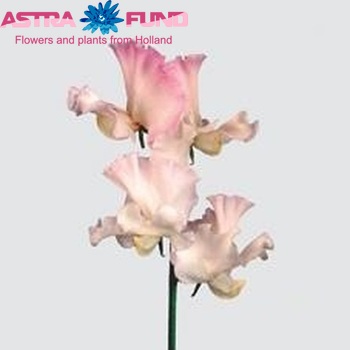 Lathyrus odoratus 'Misty White' fotografie