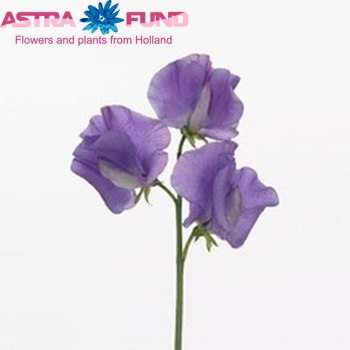 Lathyrus odoratus 'Winter Elegance Mid Blue' fotografie
