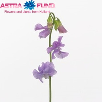Lathyrus odoratus 'Winter Sunshine Lavender' fotografie