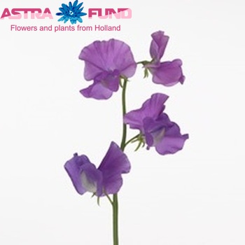 Lathyrus odoratus 'Winter Sunshine Mauve' fotografie