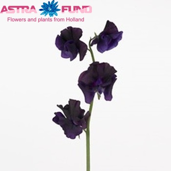 Lathyrus odoratus 'Winter Sunshine Navy' fotografie