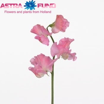 Lathyrus odoratus 'Winter Sunshine Pink' fotografie