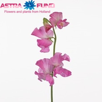 Lathyrus odoratus 'Winter Sunshine Rose' fotografie