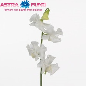 Lathyrus odoratus 'Winter Sunshine White' fotografie