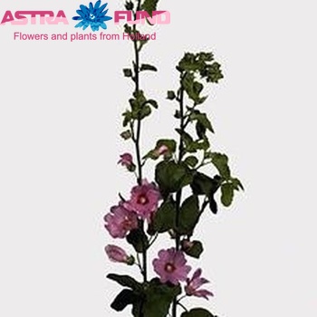 Lavatera 'Pink Lady' photo