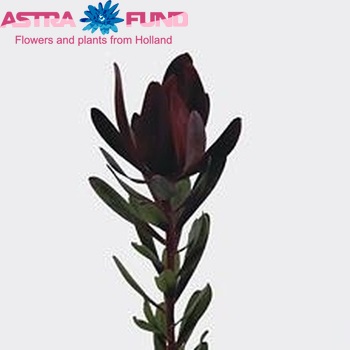 Leucadendron Bicolor Hila photo