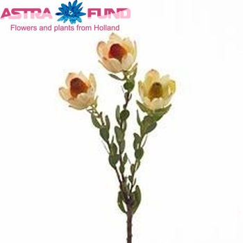 Leucadendron discolor 'Pom-pom' photo