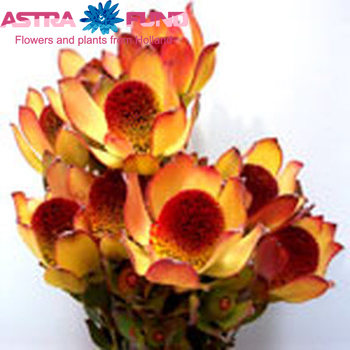 Leucadendron discolor photo