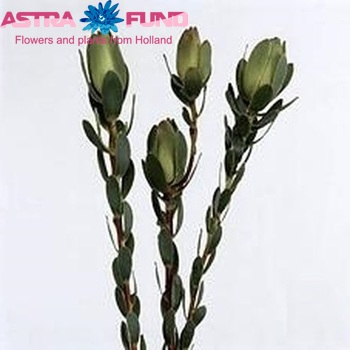 Leucadendron 'Golden West' photo