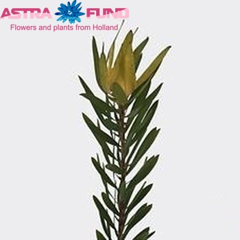 Leucadendron 'Inca Gold' photo