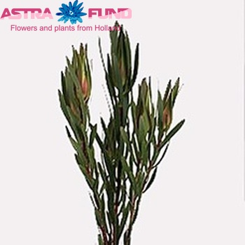 Leucadendron 'Inca Gold' (vertakt) photo