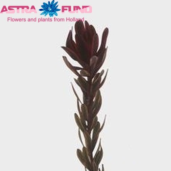 Leucadendron 'Jester' photo