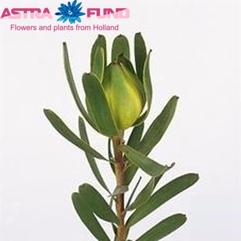 Leucadendron 'Kameleon' zdjęcie