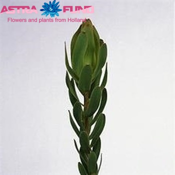Leucadendron 'Laurel Yellow' zdjęcie