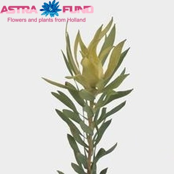 Leucadendron laureolum 'Yellow Ayala' zdjęcie