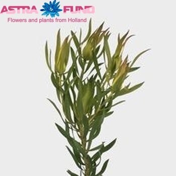 Leucadendron laureolum 'Yellow Ayala' (vertakt) zdjęcie