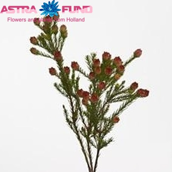 Leucadendron laxum zdjęcie