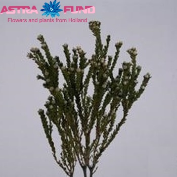 Leucadendron linifolium zdjęcie