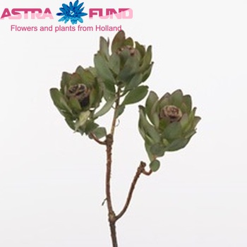 Leucadendron loranthifolium zdjęcie