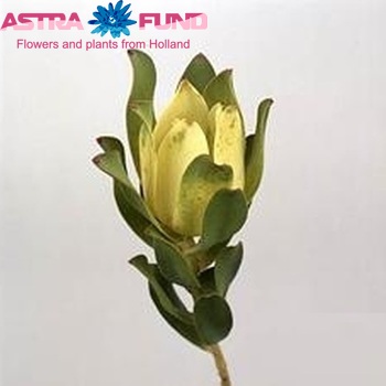 Leucadendron 'Mountain Rose' zdjęcie