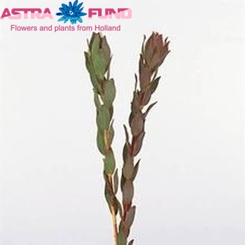 Leucadendron nervosum zdjęcie