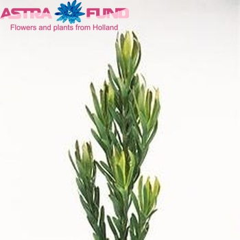 Leucadendron 'Pizza' fotó