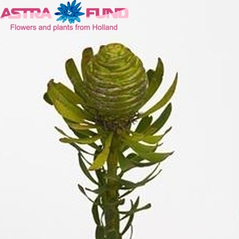 Leucadendron platyspermum fotó