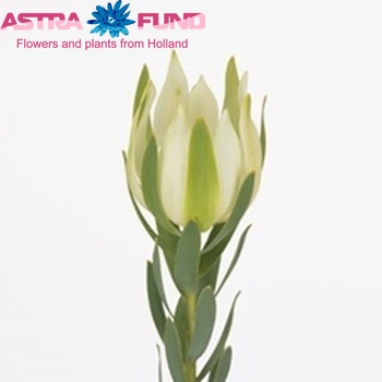 Leucadendron procerum fotó