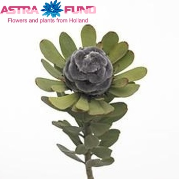 Leucadendron pubescens fotó