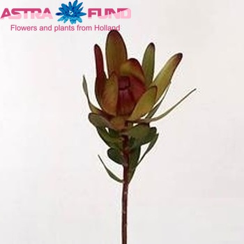Leucadendron 'Red Gem' fotó